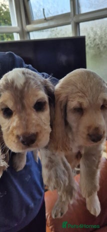 Cocker Spaniel dogs - Advert 5