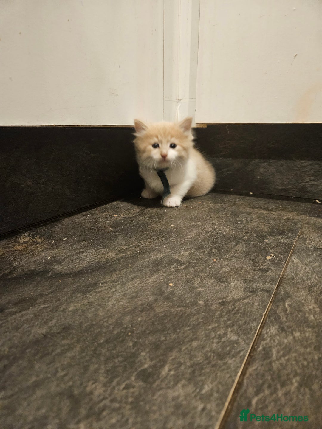 Mixed Breed cats for sale: Cute playful kittens  - Advert 9