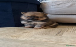 German Spitz dogs for sale: KC Reg Show Type German Spitz (Klein) For Sale. - Image 12