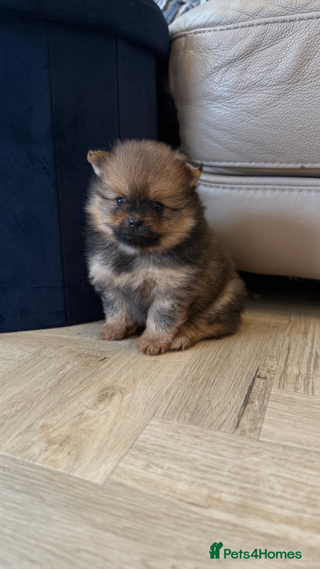 German Spitz dogs for sale: KC Reg Show Type German Spitz (Klein) For Sale. - Image 12