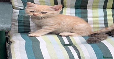 British Shorthair cats - Advert 14