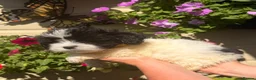 Lhasa Apso dogs for sale: Lhasa Apso puppies for sale, Ready now - Advert 4