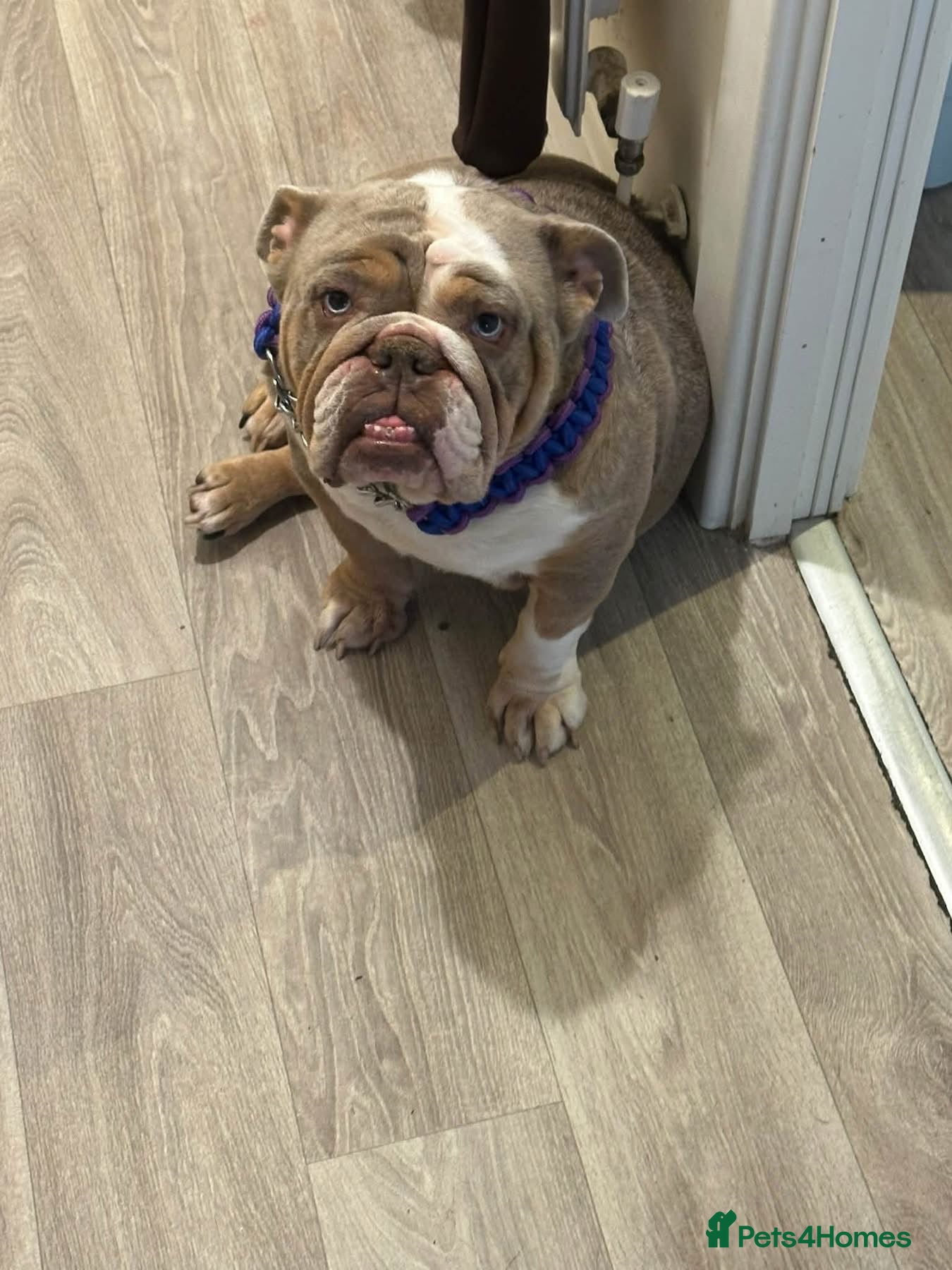 English Bulldog dogs English bulldog for sale  - Advert 1