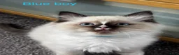 Ragdoll cats for sale: Gorgeous Ragdoll Kittens - Advert 12
