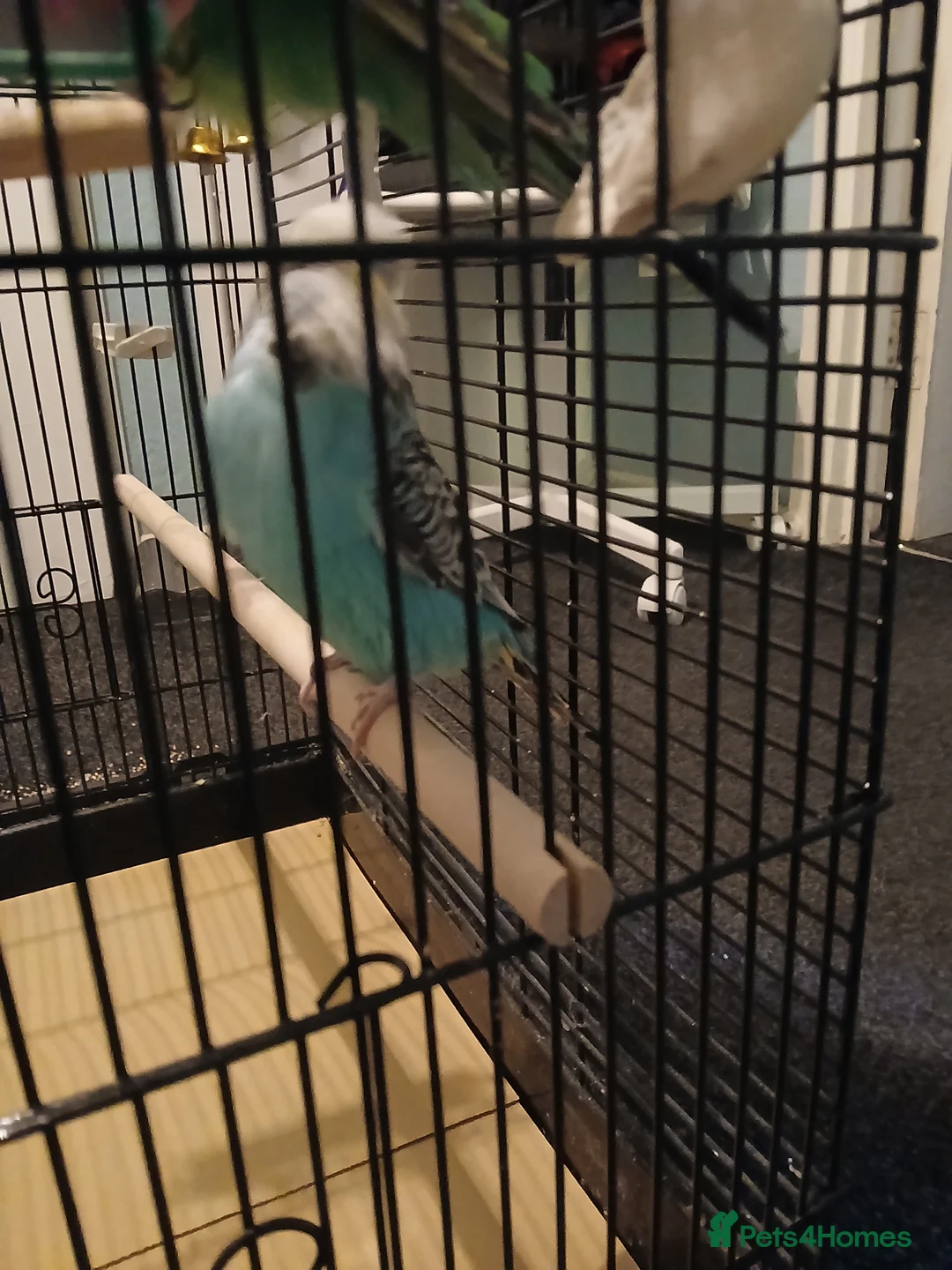 Budgerigars birds for sale: BUDGIES FOR SALE - Advert 12