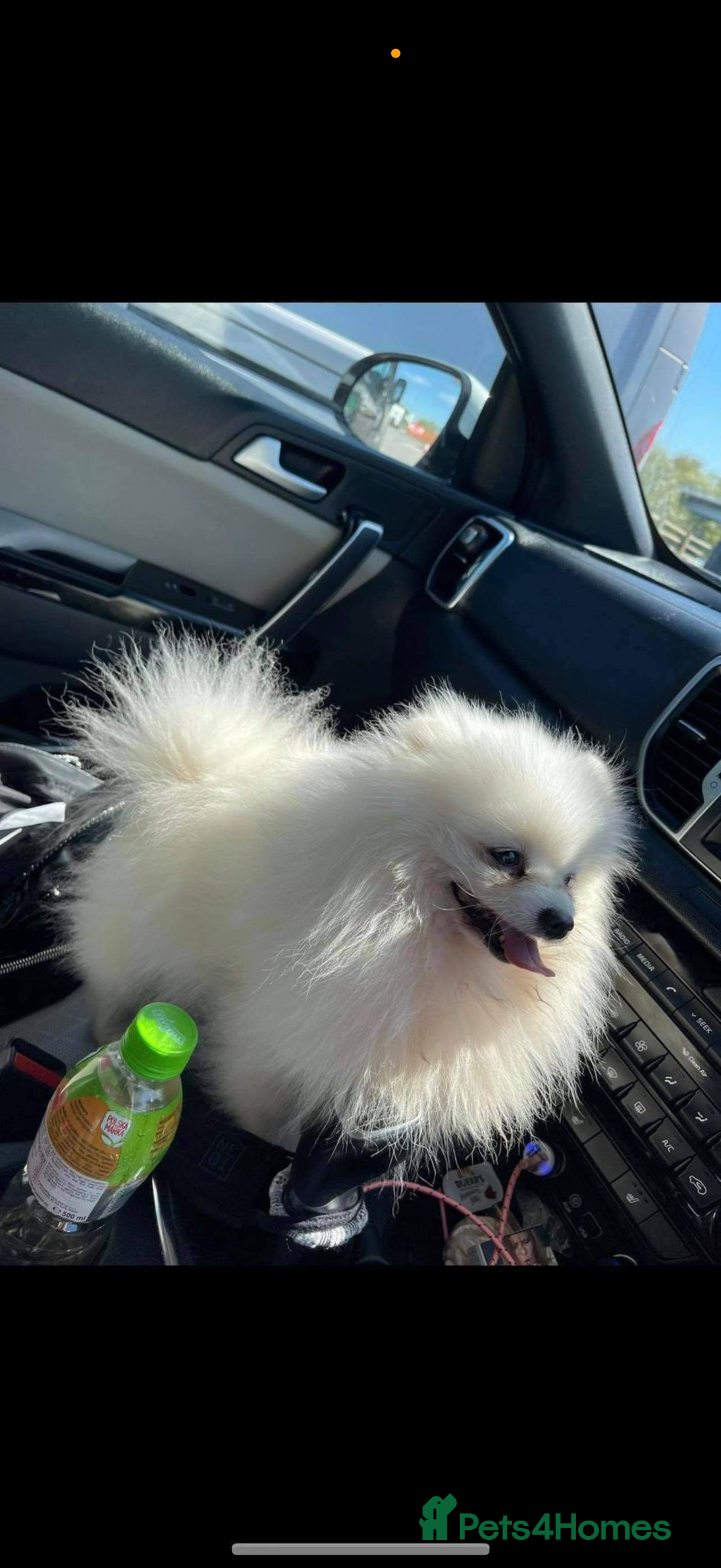 Pomeranian dogs for sale: Super cute white KC teddy bears  - Advert 6