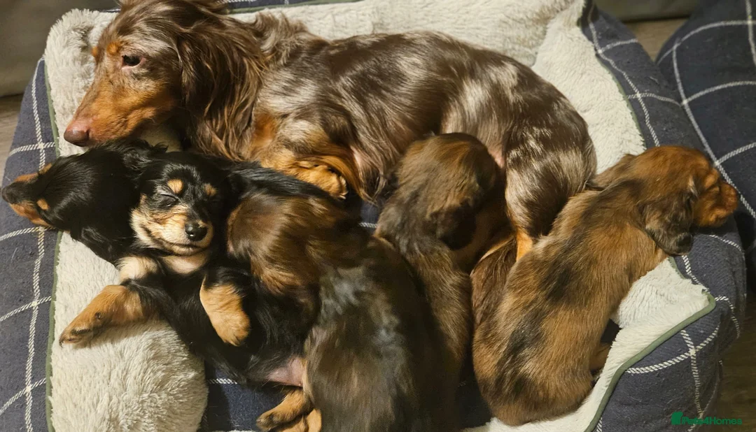 Miniature Dachshund dogs for sale: KC Miniature dauschund puppy - Advert 2