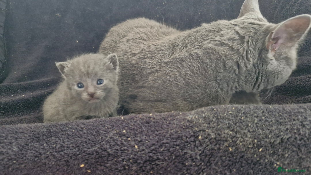 Chartreux cats for sale: 2 female Chartreux kittens  - Image 13
