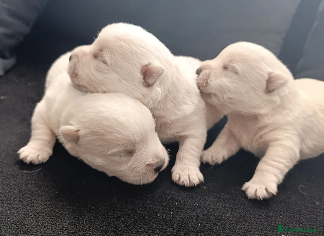 West Highland Terrier dogs for sale: RKC west highland white terrier puppies  - Advert 2