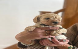 Cockapoo dogs for sale: Teddy bear cute Tiny Cockapoos  - Advert 2