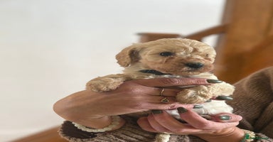 Cockapoo dogs - Advert 5