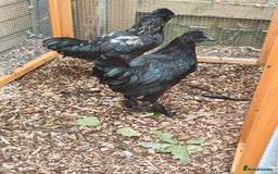Chickens poultry for sale: Silkie x ayam cemani (Zombie roosters) X2 brothers - Image 2