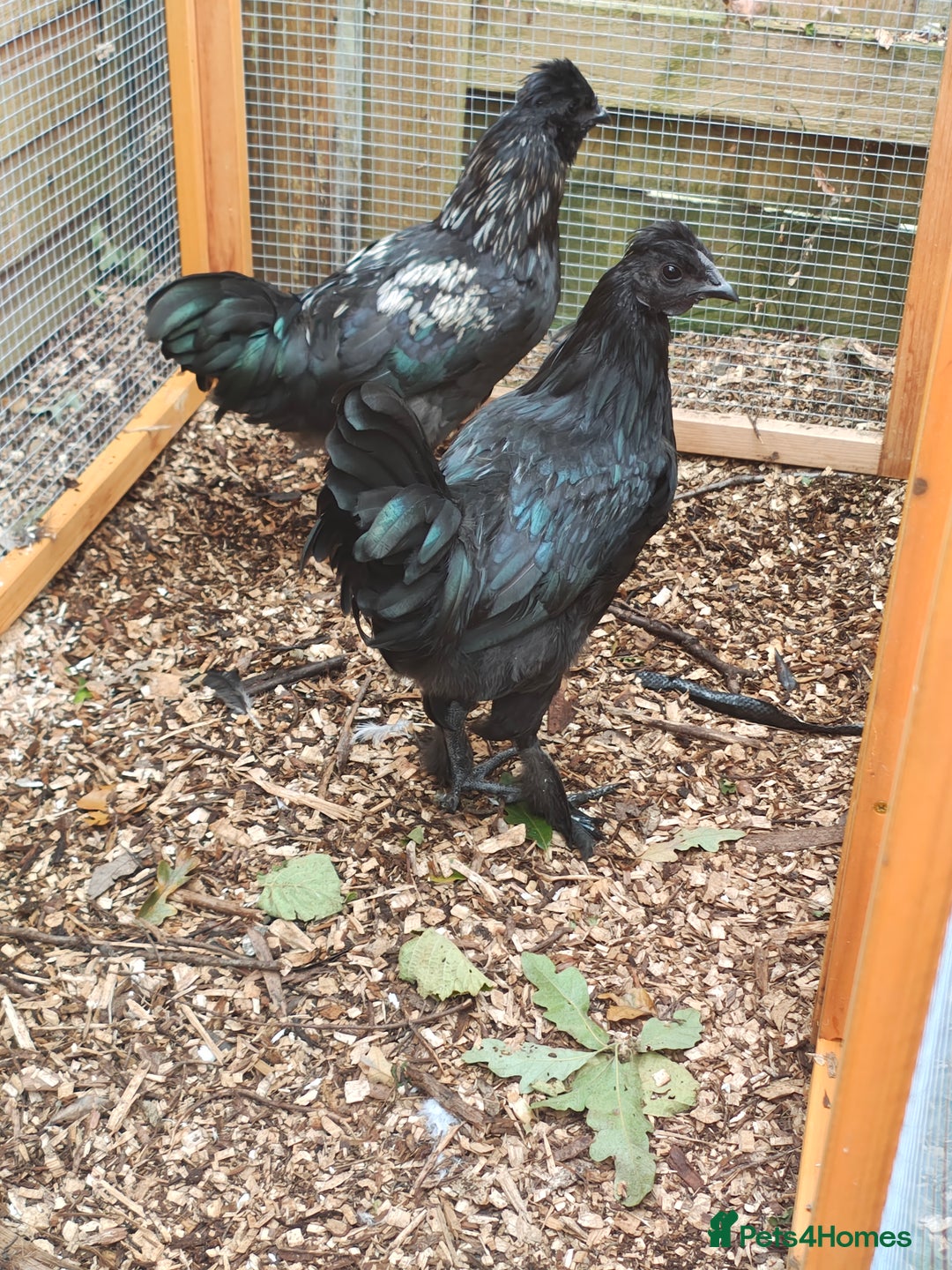 Chickens poultry for sale: Silkie x ayam cemani (Zombie roosters) X2 brothers - Image 2