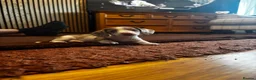Miniature Dachshund dogs for sale: Tiny Miniature Dachshunds for sale!!!  - Advert 3