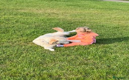 Goldendoodle dogs for sale: 7 beautiful golden doodles  - Advert 10