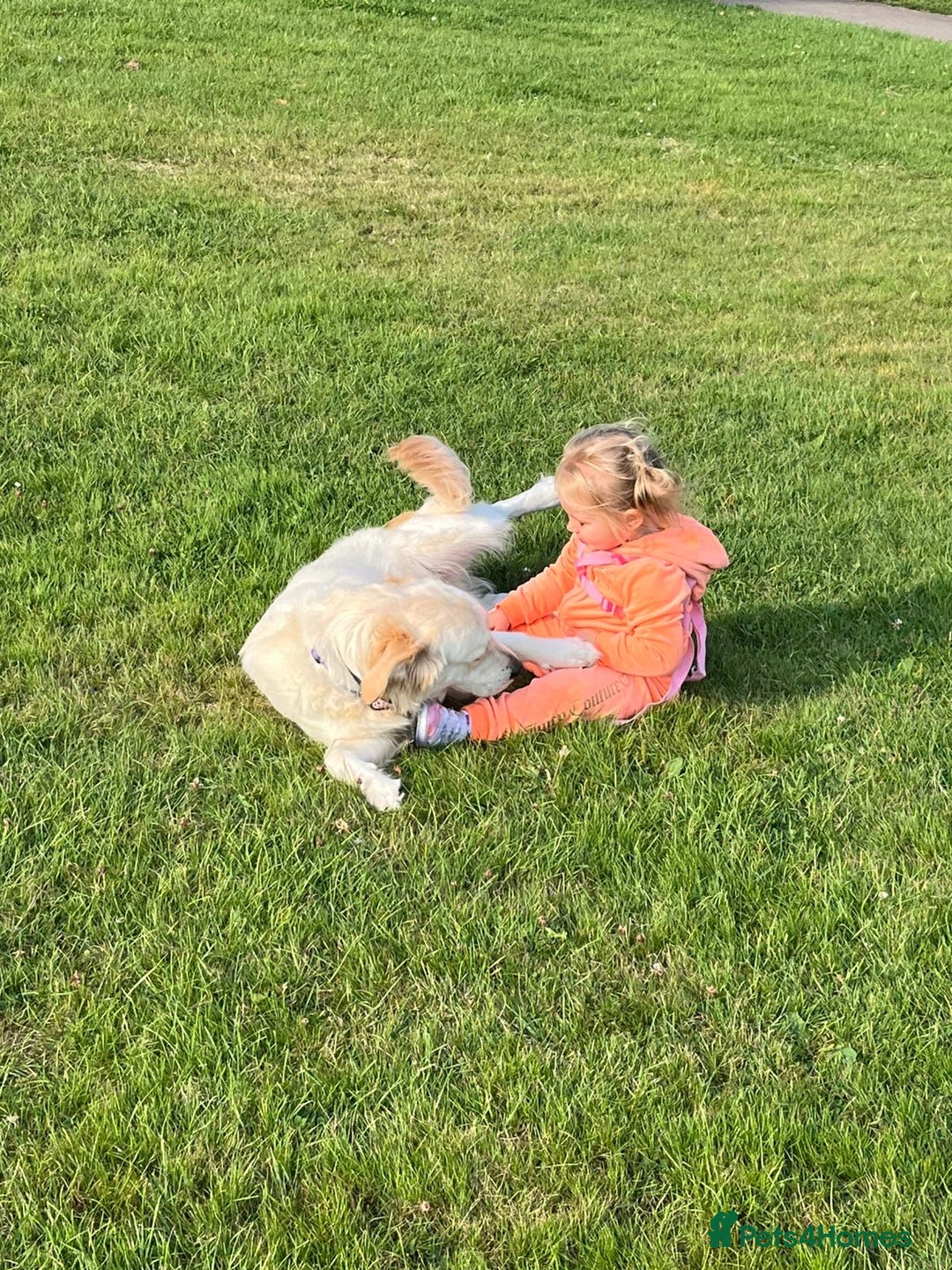 Goldendoodle dogs for sale: 7 beautiful golden doodles  - Advert 10