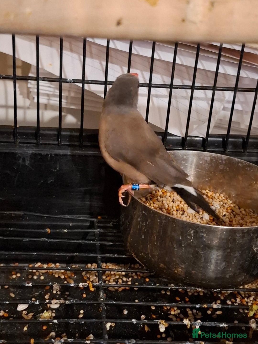 Finches birds for sale: Australian Black head finches  - Advert 4