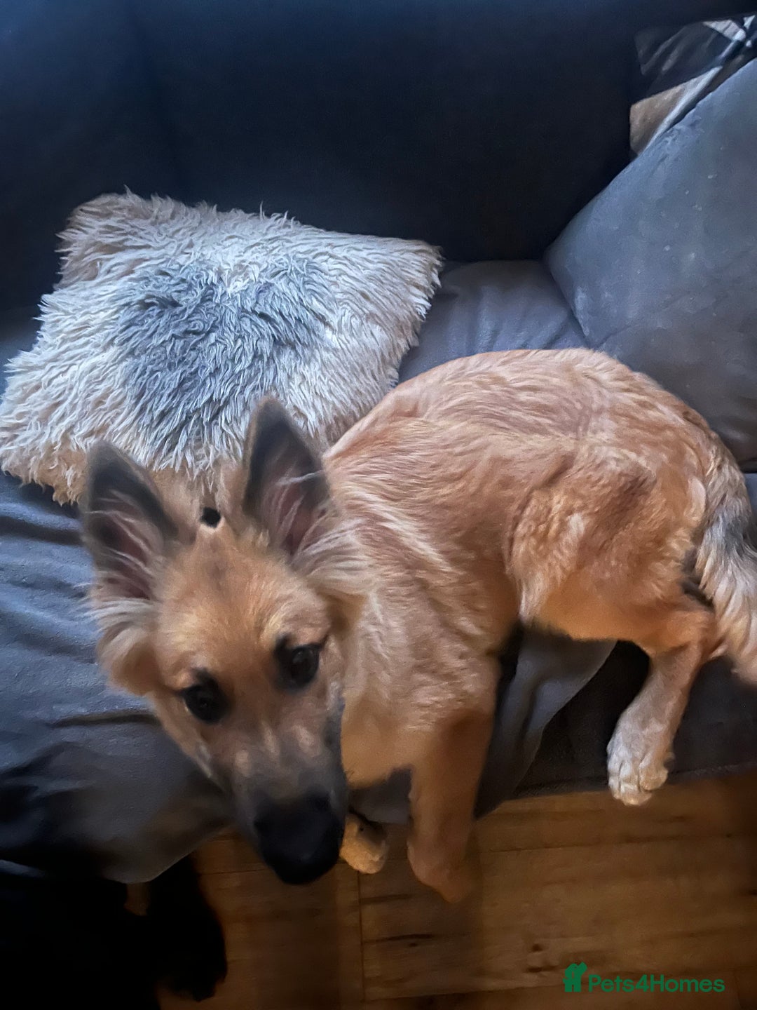 German Shepherd dogs for sale: German shepherd 4mnths old - Image 2
