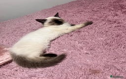 Ragdoll cats for sale: 3month chocolate point ragdoll - Image 5