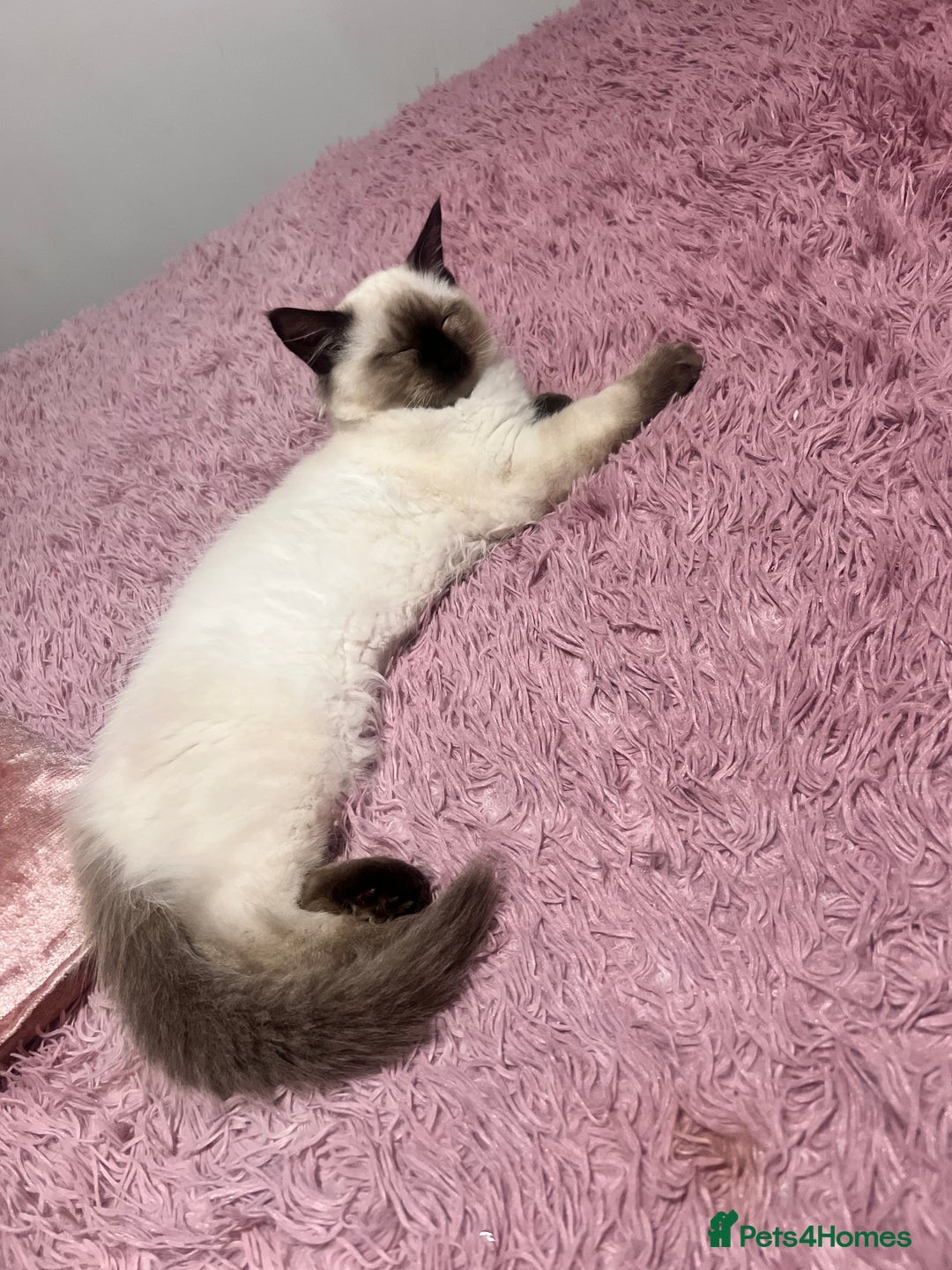 Ragdoll cats for sale: 3month chocolate point ragdoll - Image 5
