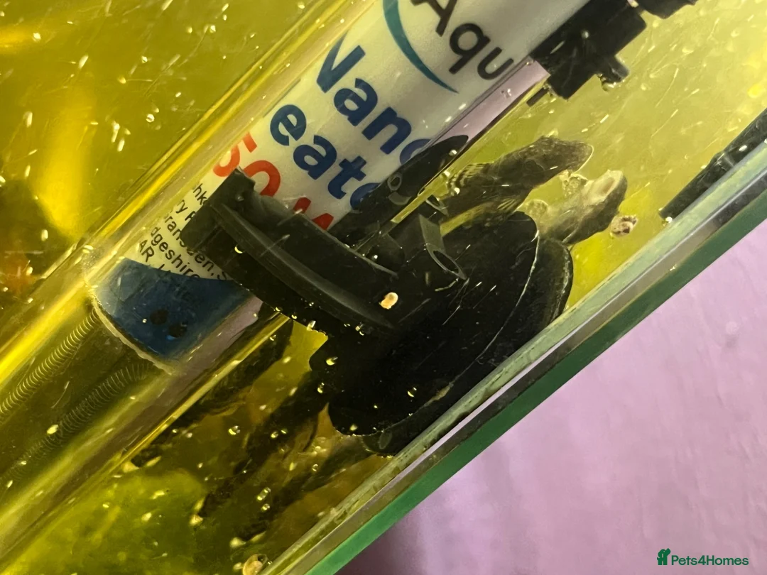 Plecos fish for sale: Baby Bristlenose pleco in Basingstoke - Advert 3