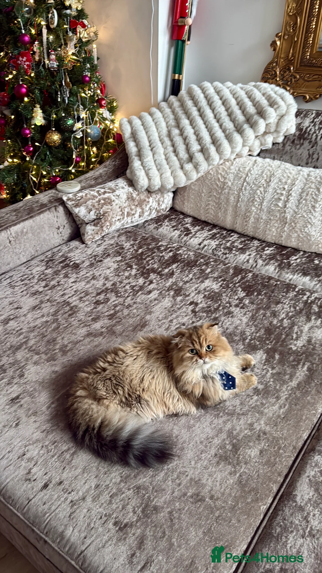 Scottish Fold cats for sale: Long haired Scottish Fold - Advert 6