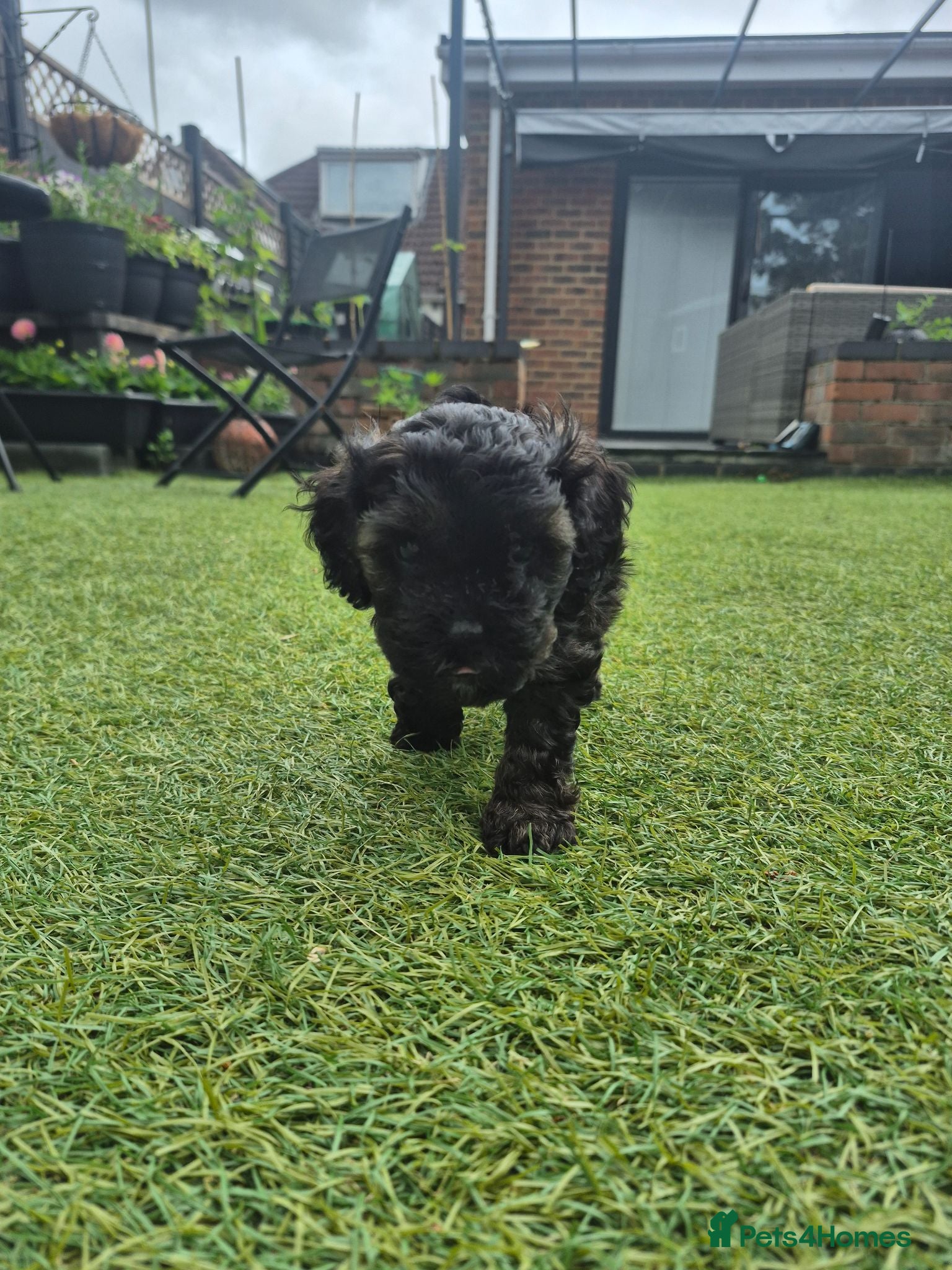 Cavapoo dogs Multigen cavapoos ONLY 2 AVAILABLE  - Advert 6