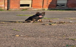 German Shepherd dogs for sale: Dark sable  - Image 3