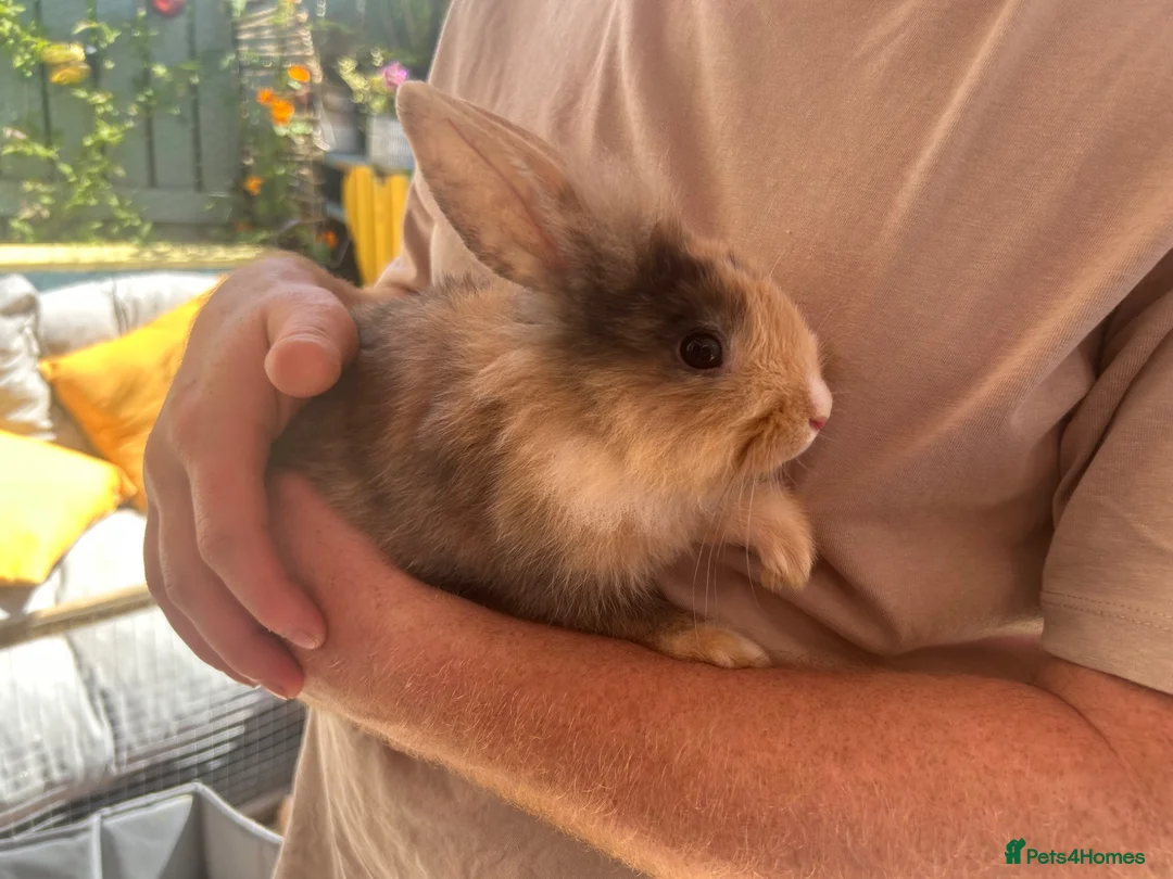 Harlequin rabbits for sale: Baby rabbits  - Advert 1
