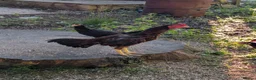 Hens poultry for sale: Pure Aseel Chickens –Cocks, Hens & Pairs Available - Advert 4
