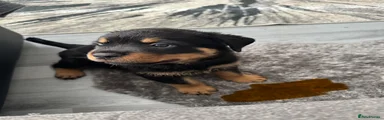Rottweiler Puppy 3