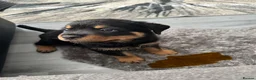 Rottweiler dogs for sale: 3 Beautiful Rottweiler Puppies - RESERVATION - Advert 5
