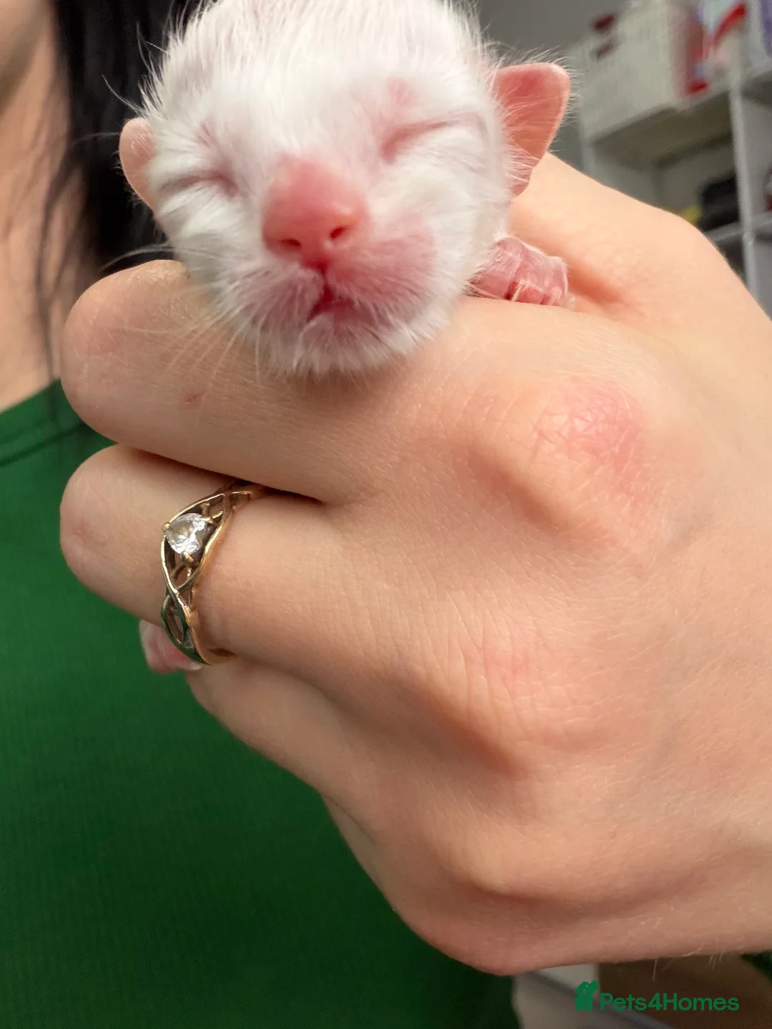 Mixed Breed cats for stud: PROVEN-STUD ONLY Seal Bicolor Max - Advert 2