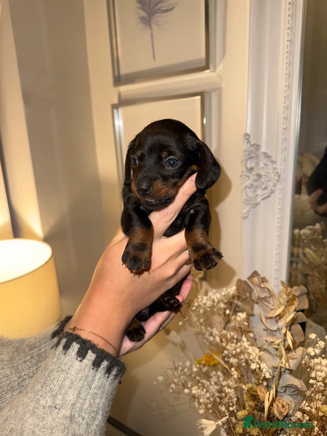Miniature Dachshund dogs for sale: Three beautiful miniature Dachshund girls  in Hull - Advert 4