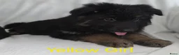 German Shepherd dogs for sale: Gorgeous German Shepherd Puppies For Sale - Advert 32