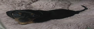 Miniature Dachshund Puppy 1