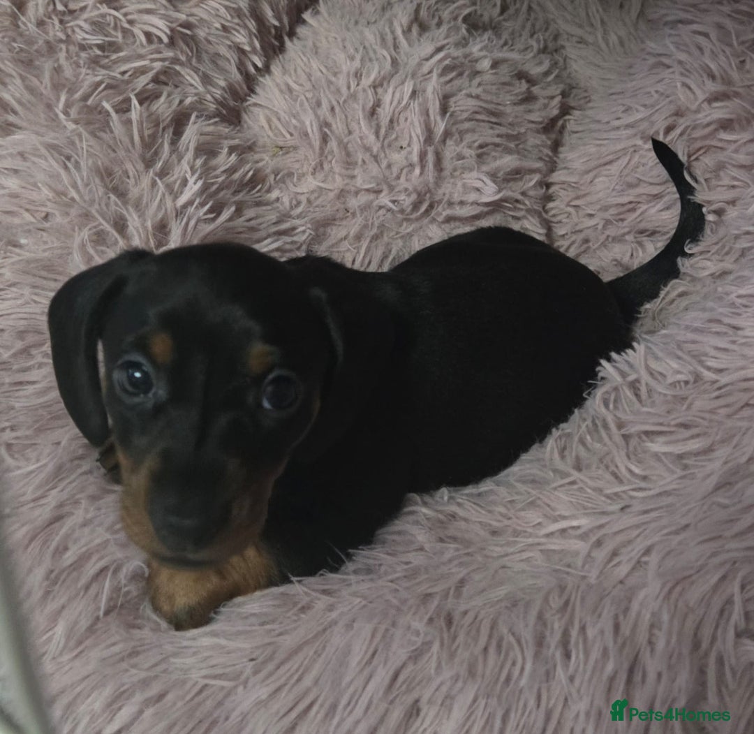 Miniature Dachshund dogs for sale: Mini dachshund  - Advert 11