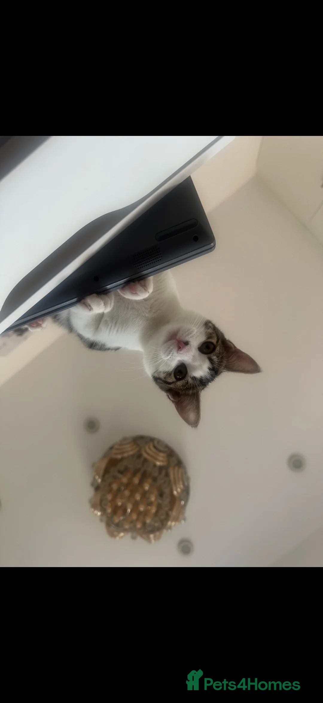 British Shorthair cats for sale: Gorgeous Tabby Female Kitten - Advert 5