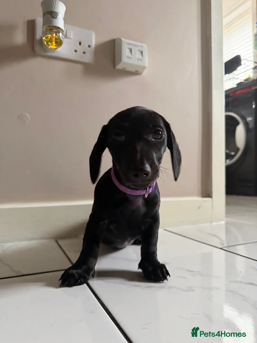 Miniature Dachshund dogs for sale: 🩷 READY TO LEAVE 🩷 - Advert 6