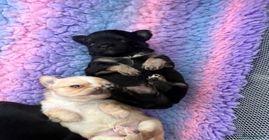 Chihuahua dogs Long Haired Applehead Chihuahua puppies - Advert 1