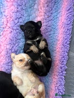 Chihuahua dogs Long Haired Applehead Chihuahua puppies - Advert 5