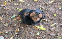 Cocker Spaniel dogs for sale: Tally - Image 5