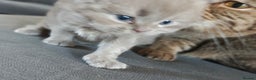 British Shorthair cats for sale: British Shorthair and Longhair  GCCF registered  - Advert 10