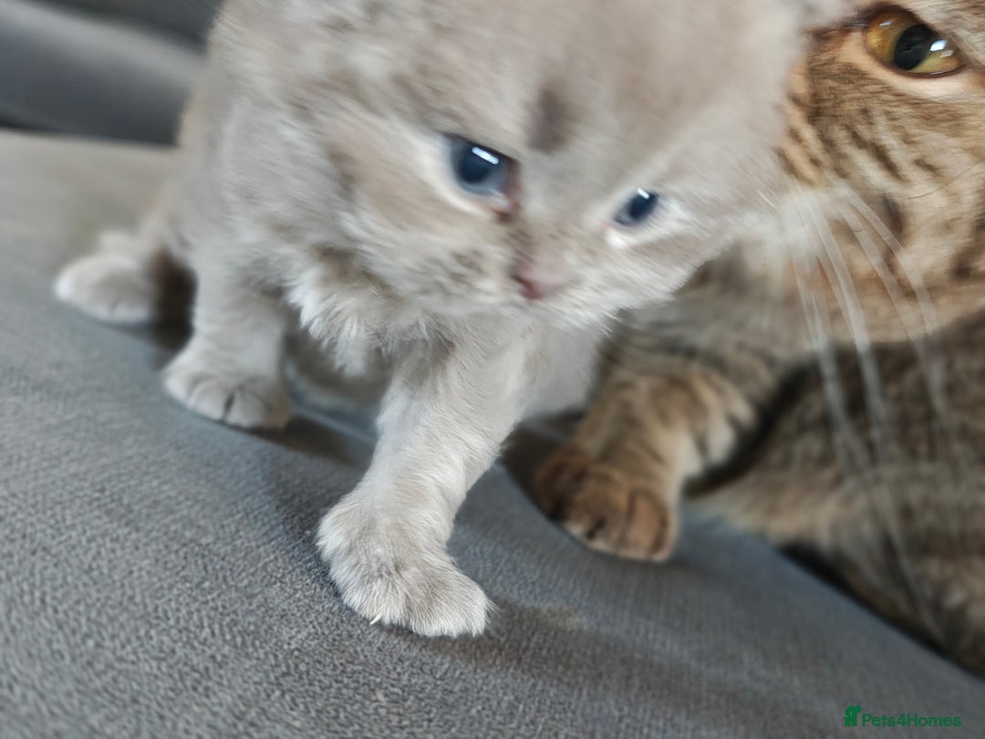British Shorthair cats for sale: British Shorthair and Longhair  GCCF registered  - Advert 10