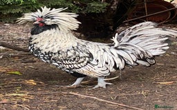 Chickens poultry for sale: Pure Bred Polish Cockerels and limited hens - Image 4