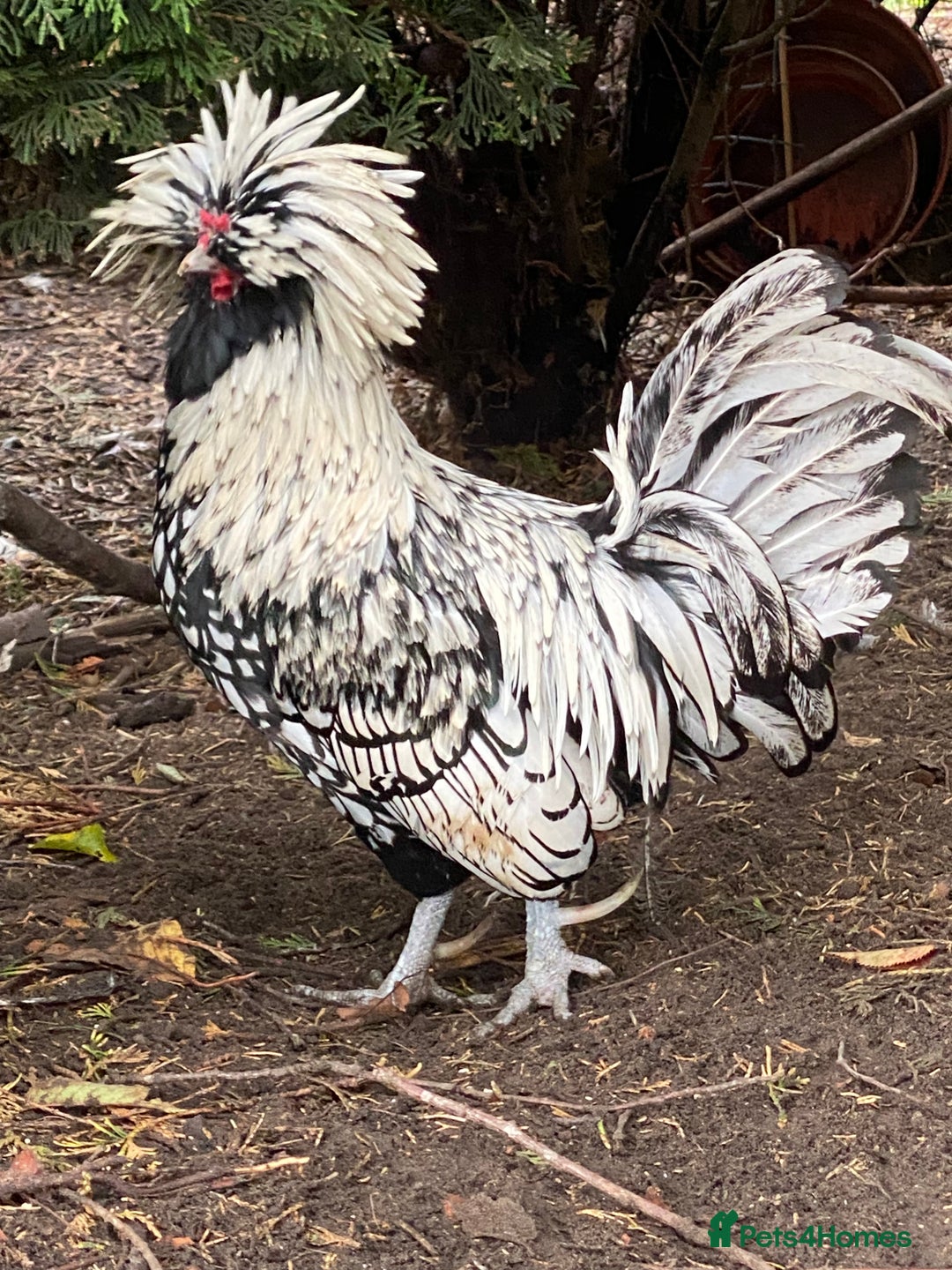 Chickens poultry for sale: Pure Bred Polish Cockerels and limited hens - Image 4