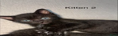 Kitten 2
