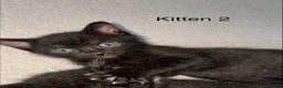 Domestic Shorthair cats for sale: 3 Black/Grey/Tabby Kittens - Advert 5