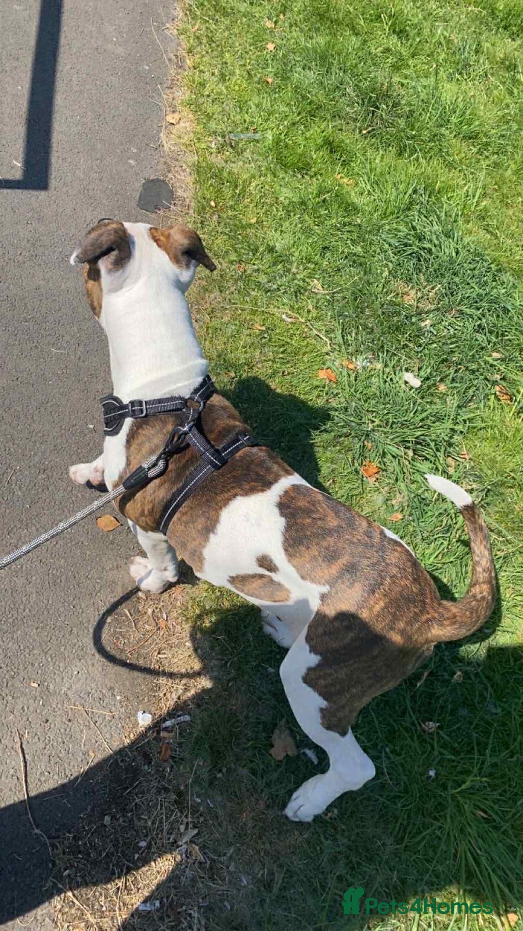 American Bulldog dogs for sale: Ozzy the American Bull Dog Staffy - Image 6