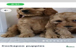 Cavapoo dogs for sale: Pappy for sale - Image 2